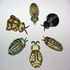Bulls Eye Beetles